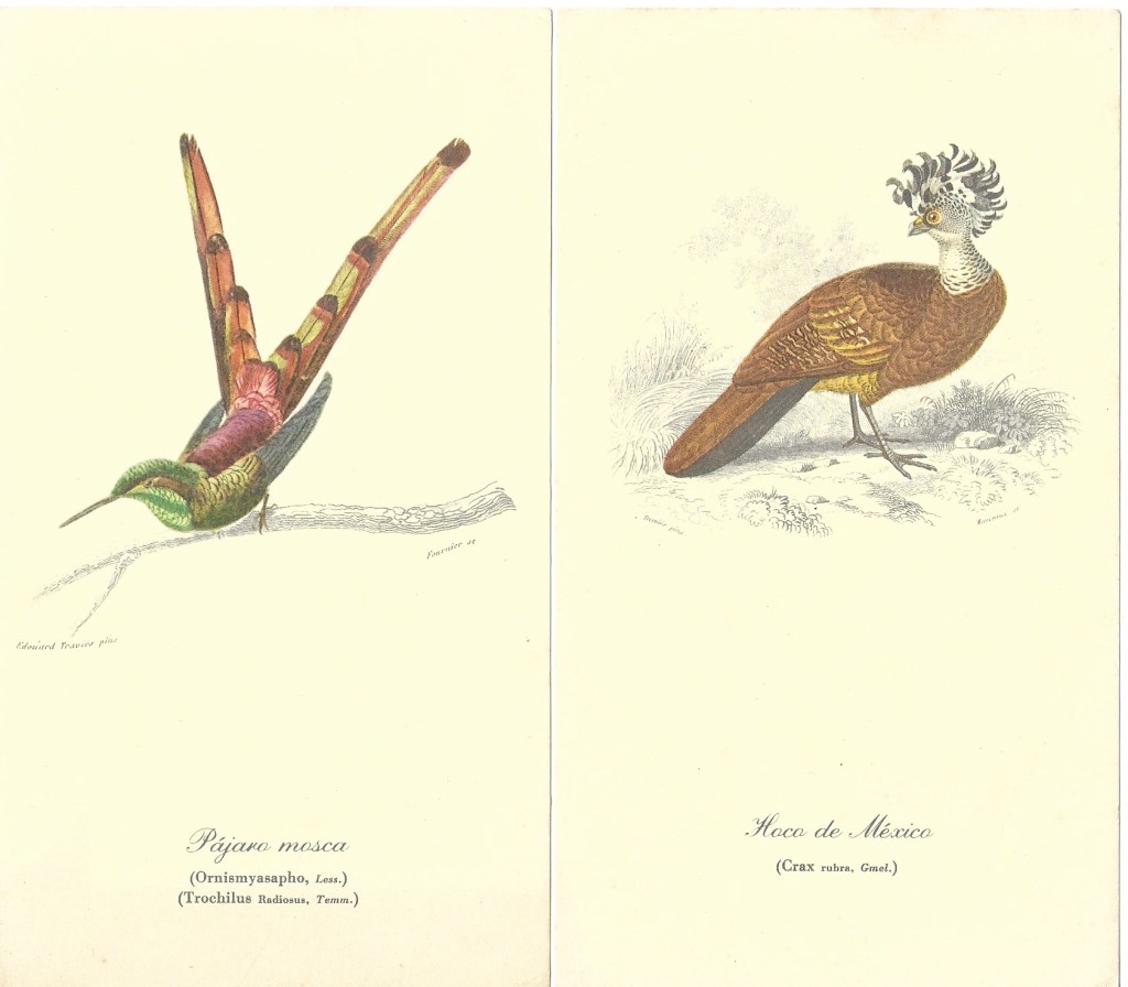 Pájaro mosca y Hoca de México