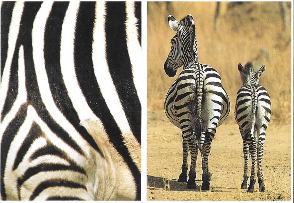 ilustrar la entrada Zebras Love